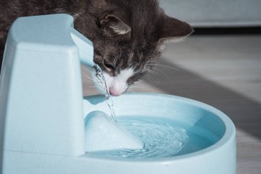 Su dağıtıcısı olan bir kedi. Kedi suyu çeşmesi. Hayvan susuzluğu. Bir kedinin susuzluğu.