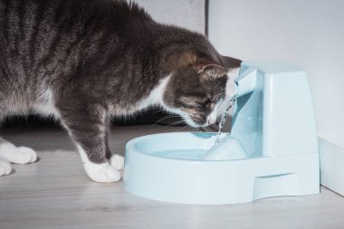 Su dağıtıcısı olan bir kedi. Kedi suyu çeşmesi. Hayvan susuzluğu. Bir kedinin susuzluğu.