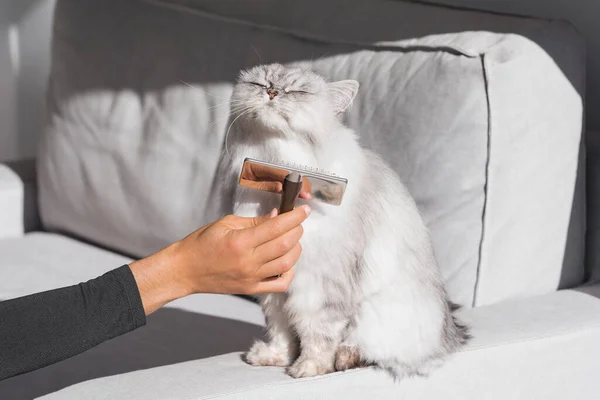 Grey persian cat enjoying while being brushed and combed. Sweet cat is brushed — Stock Photo, Image