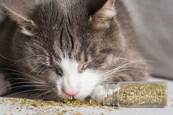 Lustige gestromte Katze isst und genießt getrocknete Katzenminze oder Katzenminze. Kräuter für Katzen — Stockfoto