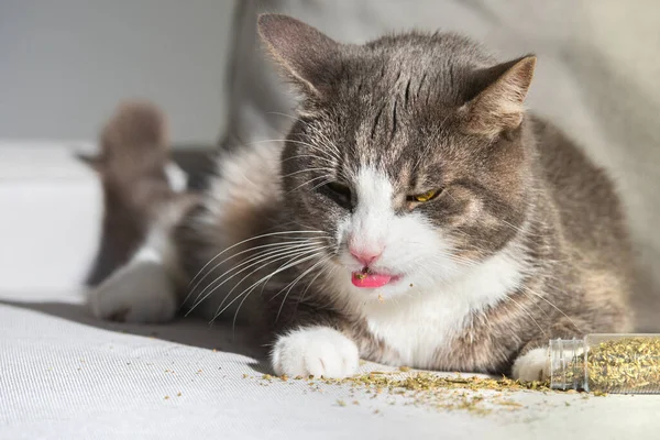 Funny tabby cat enjoying dried catnip or catmint. Herbs for cats — Stock Photo, Image