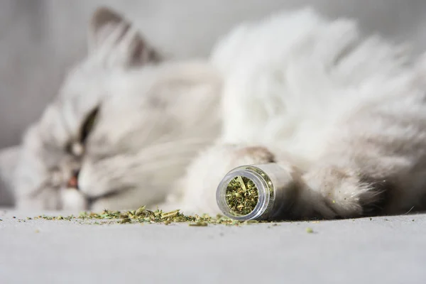 Grey cat relaxing after sniffing dried catnip, catwort or catmint.Herbs for cats — Stock Photo, Image