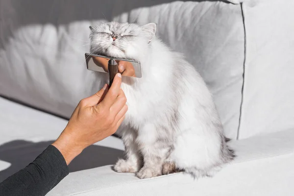 Långhårig katt njuter medan borstas och kammas. Härlig katt är borstad — Stockfoto