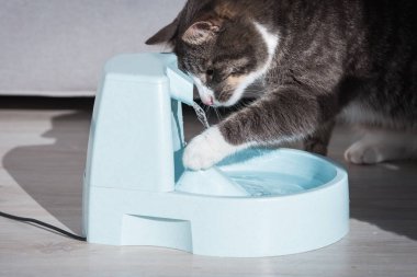 Kedi su ya da çeşmeyle oynar. Hayvan susuzluğu. Bir kedinin susuzluğu..