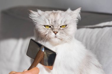 Tüylü gri İran kedisini tarayan adam. Huysuz kedi fırçalanıyor.