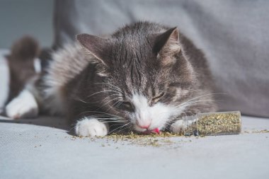 Kurutulmuş kedi nanesi ya da kedi nanesi yalayan komik tekir kedi. Kediler için bitkiler