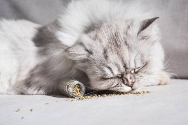 Yumuşak gri kedi kurutulmuş kedi nanesi, kedi otu ya da kedi nanesi kokluyor. Kediler için şifalı otlar.