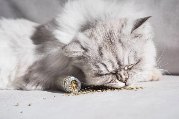 Fluffy grey cat sniffing dried catnip, catwort or catmint.Herbs for cats — Stock Photo, Image