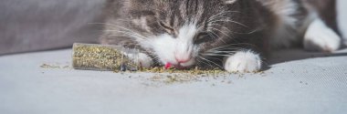 Kurutulmuş kedi nanesi ya da kedi nanesi yalayan komik tekir kedi. Kediler için bitkiler