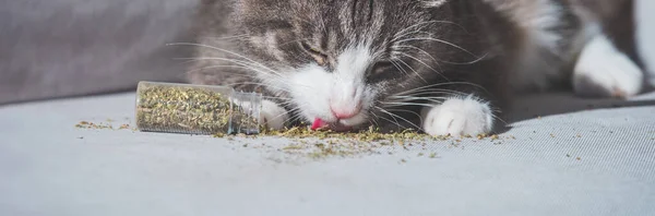 Divertido gato tabby lamiendo catnip seco o catmint. Hierbas para gatos — Foto de Stock