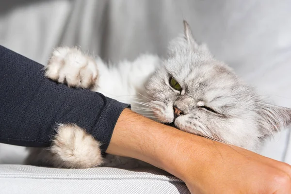Игривый персидский пушистый кот кусает и царапает руку. Кот, играющий рукой — стоковое фото