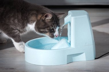 Evcil kedi su haznesinden su içer. Çeşmeli kedi. Hayvan susuzluğu. Bir kedinin susuzluğu.