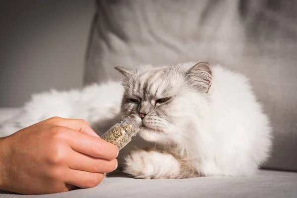 Fluffy grey cat sniffing dried catnip, catwort or catmint. Man giving catnip to his cat. — Stock Photo, Image