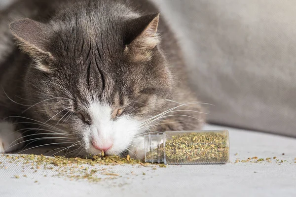 Забавный домашний кот ест и наслаждается сушеной кошачьей мятой — стоковое фото