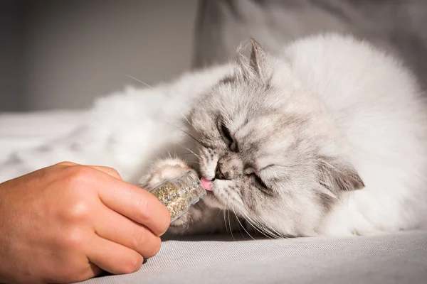 Homem a dar catnip ao seu adorável gato. Gato comendo catmint — Fotografia de Stock