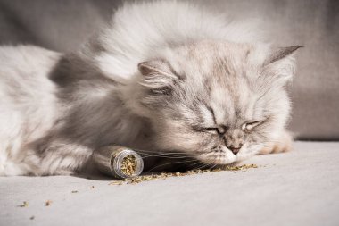 Cute grey fluffy cat sniffing and enjoying catnip clipart