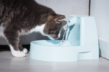 Su dağıtıcısı olan sevimli bir kedi. Çeşmeli kedi. Hayvan susuzluğu. Bir kedinin susuzluğu.
