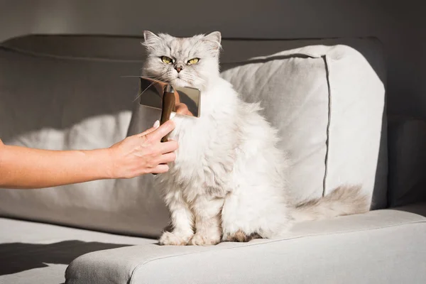 Mão penteando lindo bonito cinza longhaired gato. Gato fofo adora escovar — Fotografia de Stock