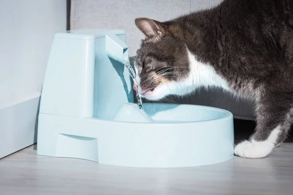 Милая кошка пьет из автомата с водой или фонтана. Жажда домашних животных. Обезвоживание кошки — стоковое фото