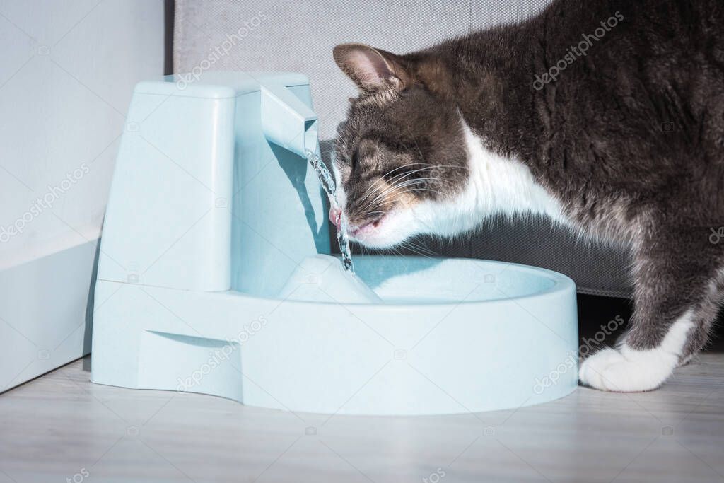 Cute cat drinking from water dispenser or water fountain. Pet thirst. Dehydration in a cat