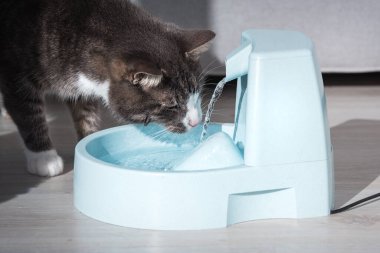 Tatlı soyulmuş kedi su ya da çeşmeden su içiyor. Hayvan susuzluğu. Bir kedinin susuzluğu.