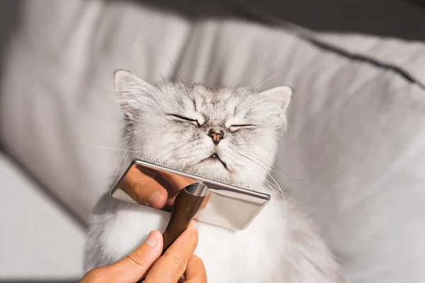 Combing lovely cute grey longhaired persian cat. Fluffy cat loves being brushed — Stock Photo, Image