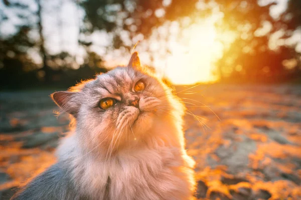 Beautiful grey long haired purebred cat sitting outside on sunset — Stock Photo, Image