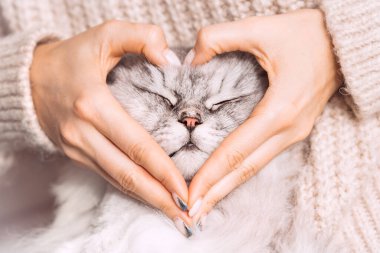 Yumuşak, sevimli kedi yüzünü tutan ve elleriyle kalp şekli yapan bir kadın. Hayvanlar için sevgi. Evcil hayvanlar ve yaşam tarzı konsepti.