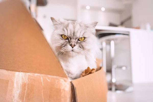 Hermoso gato gris sentado en caja de cartón y mirando hacia la cámara — Foto de Stock