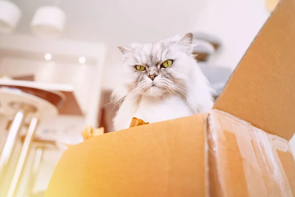 Hermoso gato gris sentado en una caja de cartón. A Cat le encanta relajarse en la caja. — Foto de Stock