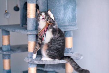 Güzel çizgili kedi gri kedi ağacında oturuyor, kulede ya da apartman dairesinde kazıma tahtaları ve oyuncaklarla oynuyor..
