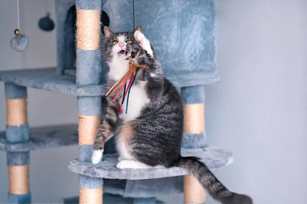 Hermoso gato de rayas sentado en árbol de gato gris, torre o condominio con tablas de rascar y jugar con juguete. — Foto de Stock