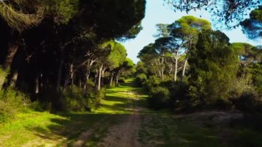 Portekiz 'de toprak kumlu yolu ya da yolu olan kozalaklı ormanın üzerinde insansız hava aracı uçurmak. Taştan çam ya da şemsiye çamı ya da şemsiye ağacı ormanında uçan drone atışı. Görüntü 4K çözünürlükte
