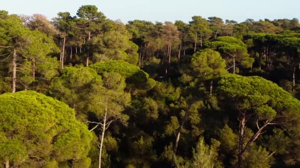 日落时俯瞰葡萄牙的森林.无人机在石松或伞形松树或阳伞树梢上飞过.4K分辨率的图像 — 图库视频影像