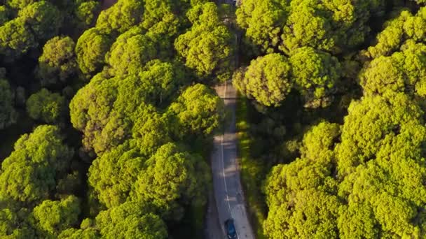 Вид сверху на неуправляемые автомобили, проезжающие через зеленый хвойный лес. Вид с воздуха на сосны на закате и асфальтированную сельскую дорогу. Португалия Стоковое Видео