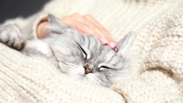 Mulher em camisola aconchegante acariciando seu lindo gato relaxado fofo. Gatinho bonito com olhos fechados dormindo em braços de mulher. Amor por gatos. Animais de estimação e conexão humana e confiança — Vídeo de Stock