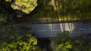 Yeşil ormandan geçen tanınmayan arabaların üst görüntüsü. Gün batımında ve asfalt kırsal yolda çam ağaçlarının hava manzarası. Portekiz