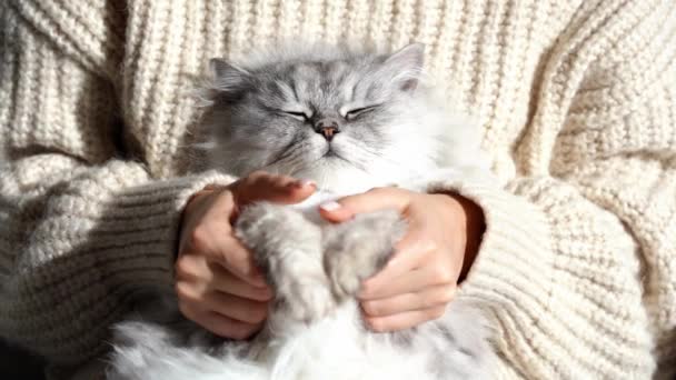 Γυναίκα με ζεστό πουλόβερ χαϊδεύει τα υπέροχα χνουδωτά πόδια της γάτας. Χαριτωμένο γατάκι με κλειστά μάτια κοιμάται σε γυναικεία χέρια. Αγαπώ τις γάτες. Κατοικίδια ζώα και ανθρώπινη σύνδεση και εμπιστοσύνη — Αρχείο Βίντεο