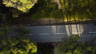 Yeşil ormanın içinden geçen tanınmayan bisikletin üst görüntüsü. Gün batımında ve asfalt kırsal yolda çam ağaçlarının hava manzarası. Portekiz