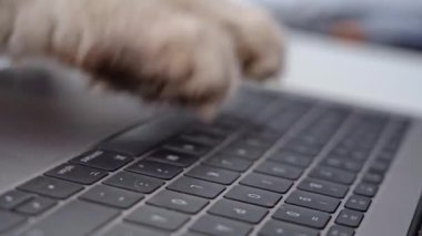 Kedi patilerinin dizüstü bilgisayarda yazarken, mesaj yazarken ya da tuşlara basarken çekilmiş komik bir video. Evden ya da ofisten bilgisayarda çalışan tüylü kedi..