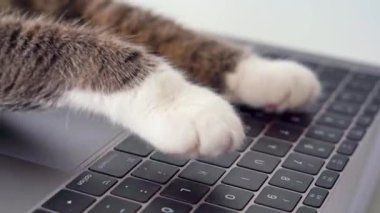 Kedi evden bilgisayarla çalışıyor. Kedi patilerinin dizüstü bilgisayarda yazıp, mesaj attığı ya da tuşlara bastığı komik bir video.