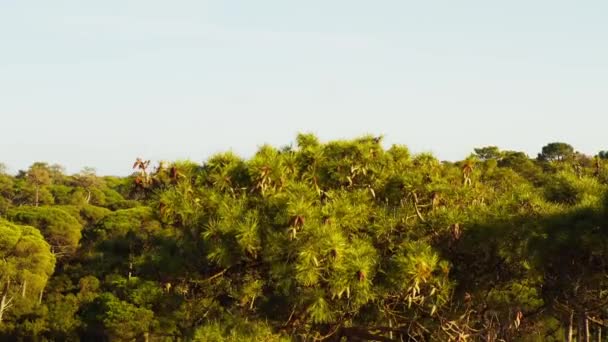 Vista aérea de pinho de pedra ou guarda-chuva pinho ou guarda-sol na floresta de Portugal — Vídeo de Stock