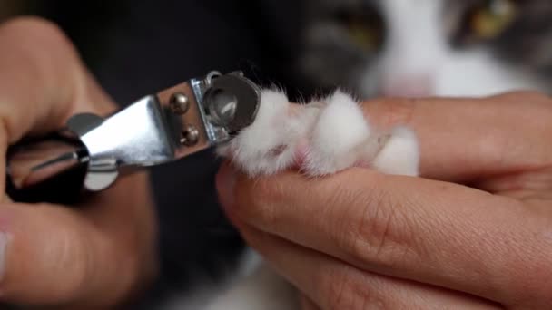 Detailní záběr muže řezání kočičí drápy s kleštěmi na nehty nebo drápy nůžky. Domácí mazlíčci. Kočičí drápy péče. — Stock video