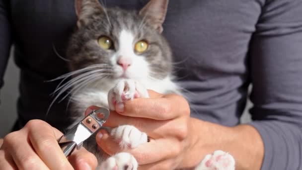Man cutting cats claws with nail clipper or claws trimmer. Pet grooming. Cat claws care. — Stock Video