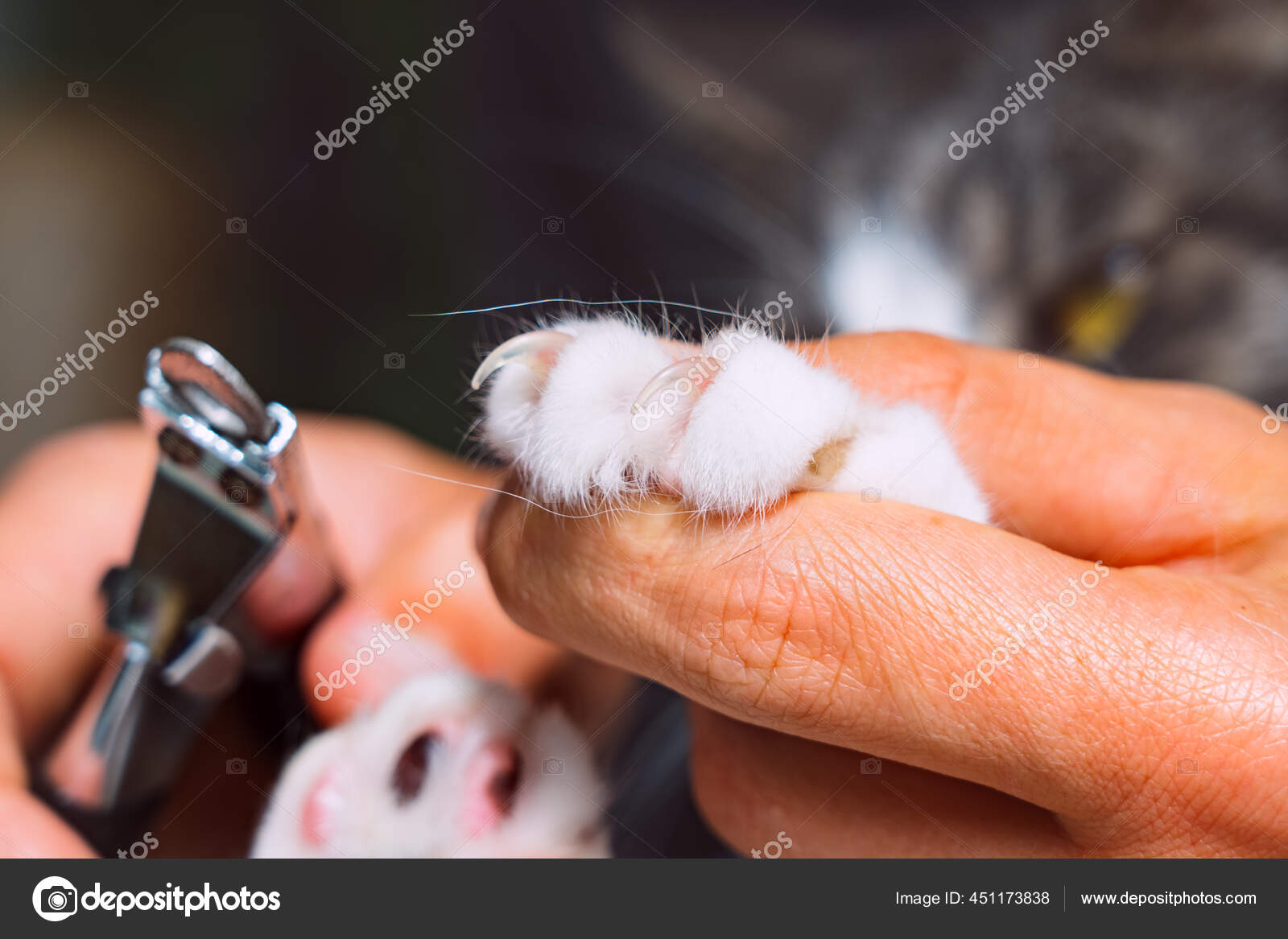 нужно ли кошкам стричь когти на лапах. правильно подстричь когти коту. стрижка когтей. как правильно обрезать когти кошке в домашних условиях когтерезкой. нужно ли кошкам стричь когти на лапах.