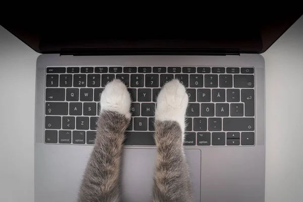 Widok na kota pracującego na komputerze. Śmieszne zdjęcie kocich łap wpisujących, piszących lub naciskających guziki na klawiaturze laptopa — Zdjęcie stockowe