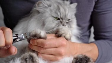 Adam tırnak makası ya da tırnak makasıyla sevimli İran kedisi pençeleri kesiyor. Hayvan bakımı. Kedi pençeleri.