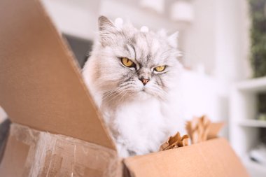 Güzel gri İran kedisi karton bir kutuda oturuyor. Kedi kutuda takılmayı sever..