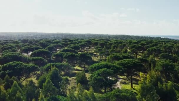 Вид с воздуха на лес в Португалии. Беспилотник летит над каменной сосной или зонтичной сосной или верхушкой зонтика. — стоковое видео