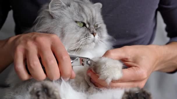 Homem cortando garras de gato persa cinza bonito com cortador de unhas ou aparador de garras. Limpeza de animais de estimação. Garras de gato cuidado. — Vídeo de Stock